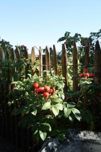 a fence with a bunch of red tomatoes on a plant at stuub hinterzarten in Hinterzarten