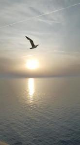 a bird flying over the water with the sun in the background at ARMAREAOVERSEASSUITES in Fiumicino