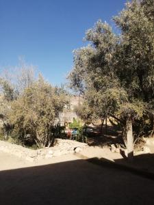 een groep bomen in het midden van een veld bij Jolie Appartement in Agadir
