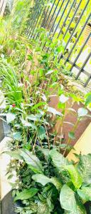 a group of plants in front of a fence at Crystal Apartments and Hotel in Entebbe