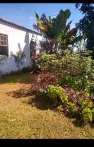 a house with a bunch of plants in front of it at Chácara lua e sol in Pouso Alegre