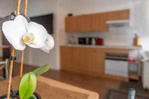 Kuchyň nebo kuchyňský kout v ubytování Cosy Nest - Apartment by Comfort Housing + 6 fotografií