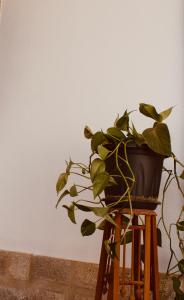 a potted plant sitting on top of a wooden stool at A Casa Dos Avós in Penha Garcia