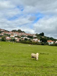 a herd of sheep grazing in a green field at A Casa Dos Avós in Penha Garcia
