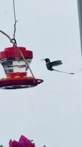 un oiseau vole autour d'un nourricier d'oiseaux dans l'établissement Apart-hotel Villakayro, à Moquegua