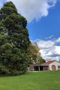 un grand arbre dans un champ à côté d'un bâtiment dans l'établissement Gite avec mezzanine le Clos des Sœurs, à Bainville-aux-Saules