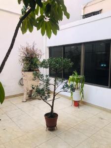 patio z trzema roślinami doniczkowymi na budynku w obiekcie HOTEL PIAMONTE w BuenosAires