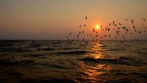 a flock of birds flying over the ocean at sunset at Sea Shell in Dziwnówek