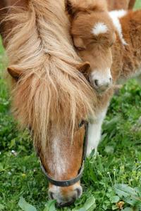 Eine Kuh mit langen Haaren auf dem Kopf, die Gras isst. in der Unterkunft Bio Ferienbauernhof Greber in Schwarzenberg im Bregenzerwald