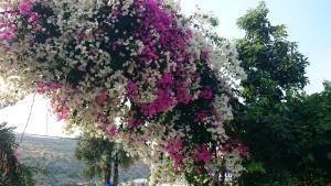 a bunch of pink and white flowers hanging from trees at Beyoglu Pansiyon in Patara