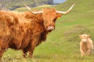 Afbeelding uit fotogalerij van Glas Bheinn Cottage in Luib