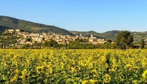 ein Feld gelber Sonnenblumen vor einer Stadt in der Unterkunft Cascina Ridolfi - Il Nido d'Amore in Spello