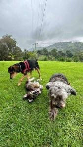 Pet ou pets ficando com hóspedes em Casa de campo com vista para Serra da Mantiqueira