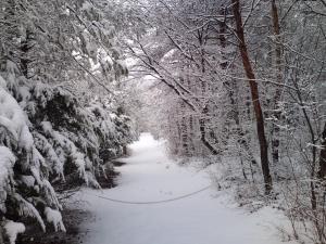 a snow covered path through a forest with trees at Karuizawa Villa Etoile - Vacation STAY 15095 in Kita-karuizawa