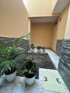 una fila de plantas en macetas sentadas en una habitación en Kyra’s place, en Rufisque