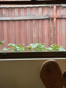 a window with a wooden fence and a plant at Blue Bay Studio in Port Macquarie
