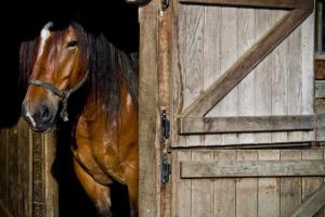 a horse standing in the doorway of a barn at Ekoetno Selo Strug in Krapje