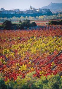 ein Feld voller bunter Blumen auf einem Feld in der Unterkunft Apartamento Annabelle in Haro + 5 Fotos