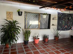 une chambre avec des plantes en pot et une fenêtre dans l'établissement Nice Place, à Medellín