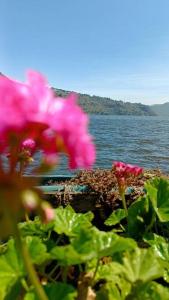 un fiore rosa di fronte a un corpo idrico di Jardín Paraíso a Amatitlán