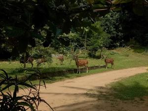 a group of deer standing on the side of a road at Deer Garden Guest in Polonnaruwa