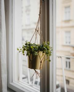 a plant in a hanging pot on a window at Zimmer Flower Nähe Bahnhof & LKH in Salzburg