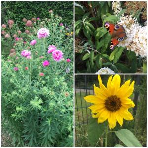 drei verschiedene Bilder von Blumen und einem Schmetterling auf einer Sonnenblume in der Unterkunft Ferienwohnung mit Terrasse - Insel Usedom in Trassenheide