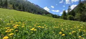 a field of yellow flowers in a green field at Le Vieux Creton, Rhêmes-Saint-Georges in Rhemes-Saint-Georges