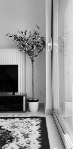 阿卡納伊的住宿－Lovely Place，客厅配有盆栽的树和一台电视