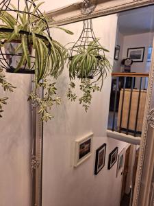 a hallway with a mirror and some plants at Slate Hall in Seahouses
