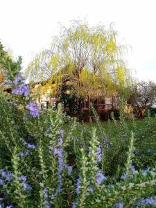 テッラヌオーヴァ・ブラッチョリーニにあるPodere Piandarcaの紫の花の庭園
