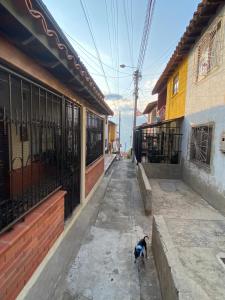 un chat marchant dans une rue à côté d'un bâtiment dans l'établissement Apartaestudio Socorro Calle 16a # 7-37, à Socorro
