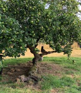 Stunning East Devon Cider Barn في Northleigh: وجود قرد جالس تحت شجرة تفاح في حقل