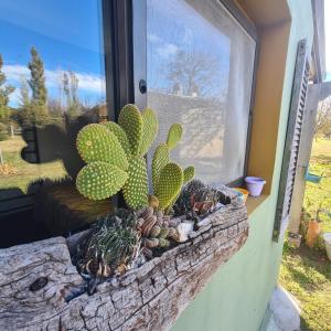 un cactus in una fioriera sul davanzale di una finestra di Casa de campo boutique a 18 minutos de Merlo a Cortaderas
