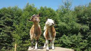 Zvířata v venkovského domu nebo okolí