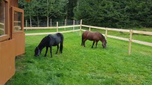 Zvířata v venkovského domu nebo okolí