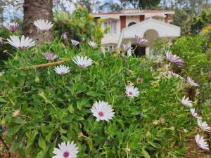 a bush of flowers in front of a house at Narmada Holiday Home in Ooty