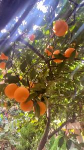 ein Orangenbaum mit vielen Orangen darauf in der Unterkunft Demeter Rose Stonehouse Pansion in Antalya