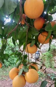 a bunch of oranges hanging from a tree at Demeter Rose Stonehouse Pansion in Antalya
