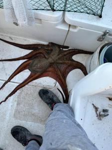 een octopus die op de vloer naast een voetpersoon zit bij Vishnji Vege Gajac in Novalja