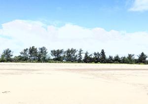 a sandy beach with trees in the background at Sea hotel in Pangani