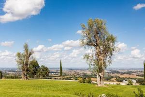 a green field with three trees on a hill at Villa Santa Maria Maddalena by Palazzo di Varignana in Casalecchio deʼ Conti
