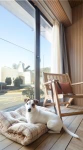 a dog laying on a bed in front of a window at Apartamentos Líbere Bilbao Museo in Bilbao