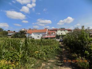 a field of corn with houses in the background at Casarao dos Reis in Caravela