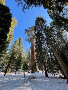 a group of tall trees in a snow covered forest at Enchanted Forest Dome ,10-15 minutes to Kings Canyons in Dunlap