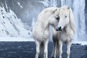Altri animali domestici presso la casa vacanze o nei dintorni