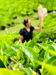 Ospiti di Green view suits