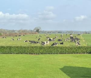 a herd of cows grazing in a green field at Country Hideaway in Limerick