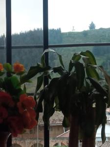 roślina doniczkowa siedząca obok okna w obiekcie HOSTAL EL CASTILLO SIGCHOS w mieście Sigchos