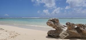 un ceppo d'albero appoggiato su una spiaggia vicino all'oceano di Ti' cocon des îles a Le Moule